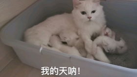 六只小奶猫的名字选定啦,猫生第一次剪指甲没想到每一只都那么乖