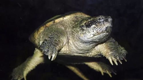 龟的种类介绍几种常见乌龟的特点？