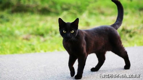 黑色猫科动物为何如此稀少 不可忽视它们的皮毛导致的交流障碍