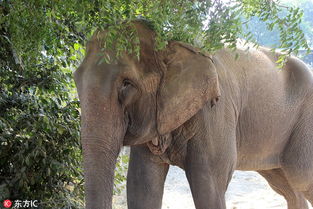 印解救被囚禁40年大象 双目近乎失明 