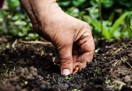 土壤消毒的最好方法有哪些,土壤如何杀虫消毒？
