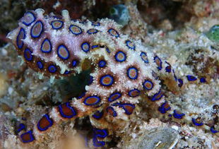 蓝环章鱼和普通章鱼的区别(蓝环章鱼有几个品种)