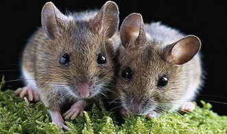 属鼠人2017年全年运势和不同年份出生鼠人运势解析 