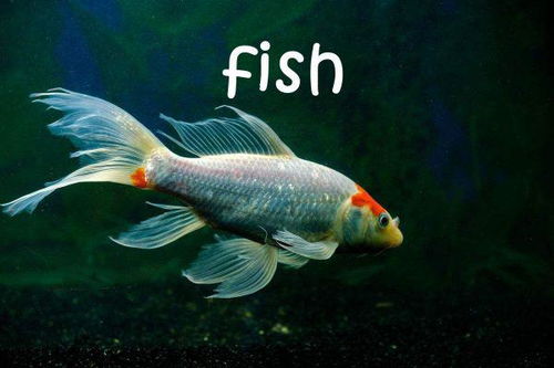 英语单词fish的复数形式怎么写 