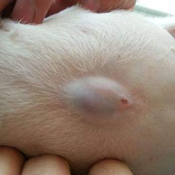 狗狗的脐疝,为什么不建议在六个月之前做手术修复呢