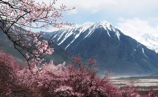 林芝桃花灿烂时,邂逅西藏最美的春天