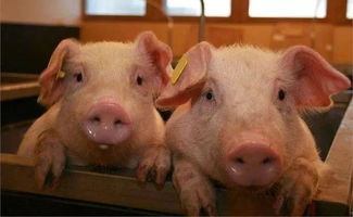 夏季猪呼吸道疾病频发的原因,以及防治措施