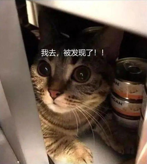 很方 我怀疑我的猫想趁夜晚干掉我 怎么办