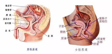 男性泌尿道感染吃什么药 米粒分享网 Mi6fx Com