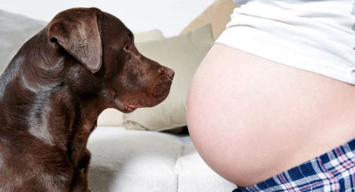 怀孕后,不妨这样对待你家狗