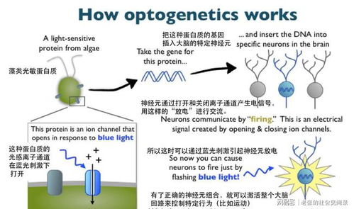 这知识它不进脑子呀 记忆都去哪儿了