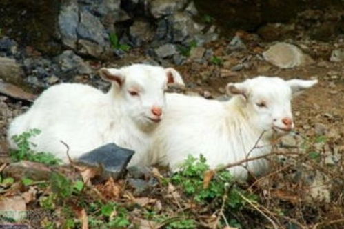 羊羊羊羊 的终身寿数,4月9该何去何从 也许这就是 命