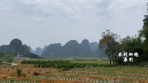 广西外地老板租山地种果树,才3个月就走了,村民发现地头被挖了个洞 