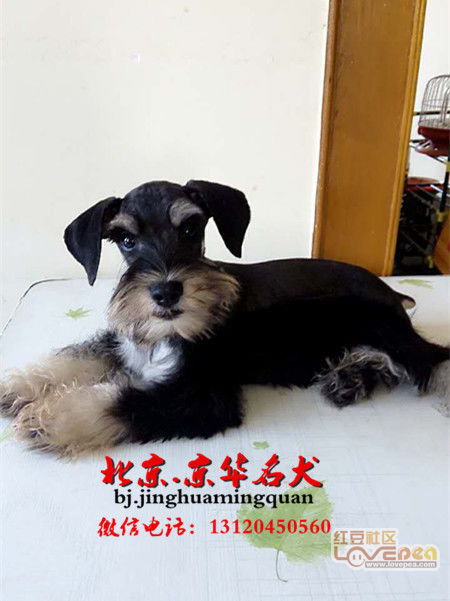 北京哪里出售雪纳瑞幼犬 北京纯种雪纳瑞价格 