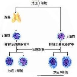 细胞在受刺激后可能产生哪些变化?