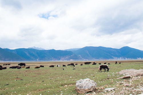 八月还能去云南旅游吗