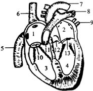 心脏构造图怎么画的（心脏构造图简笔画） 第1张