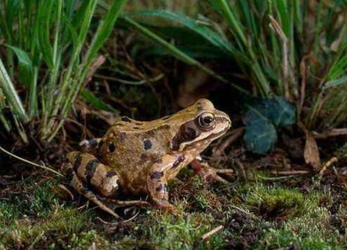 棘胸蛙养殖技术要点,石林蛙和林蛙的区别