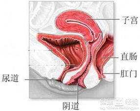 产后阴道松弛怎么办