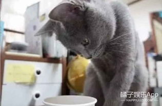 猫咪想喝可乐,可是主人不让,于是猫咪就动手了