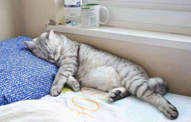 猫咪莫名其妙不进猫窝睡觉了,是什么原因导致的呢