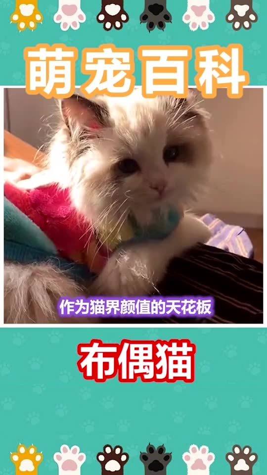 猫中小仙女,你爱了吗 