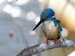 赏色 鸟儿的羽毛为什么是蓝色的 