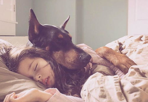 为什么都喜欢和狗睡 原来有这么多好处