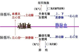 组成血液循环系统的器官包括