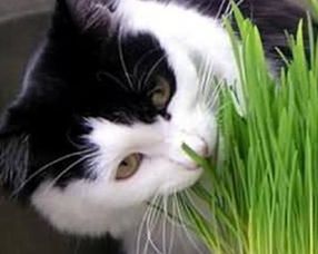 猫猫多大可以吃猫草（猫吃猫草整条吃还是剪碎）
