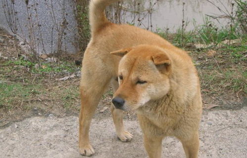 国内养的最多的十种狗狗,哈士奇第二,第一毫无争议