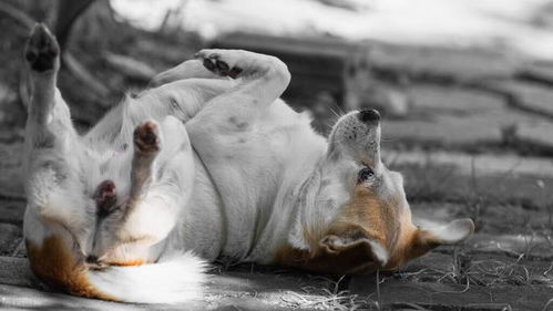 忠犬坟 老狗撞破了贼人诡计,被主人打死前竟然以身试毒