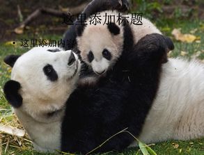 国宝 大熊猫的介绍 