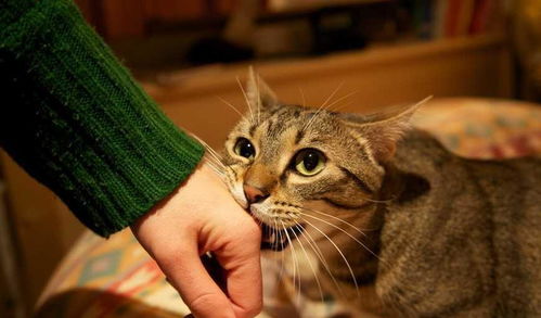 猫咪求抚摸却突然咬你,其实翻脸有预兆,学会就不怕被咬