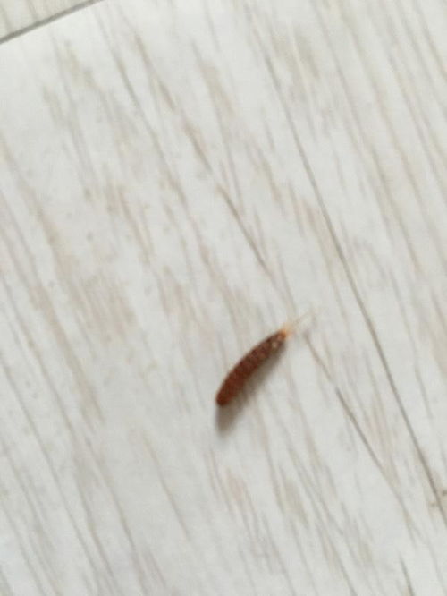 家里第二次发现这样的虫子,第一次是在床上收拾的时候发现的,第二次 