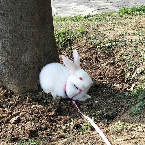 我家一只普通的红眼小白兔的成长记 