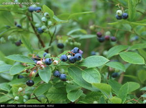 蓝莓树图片免费下载 编号2145542 红动网 
