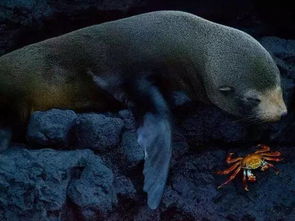 Galapogas 传说中长在动物背上的神奇岛屿