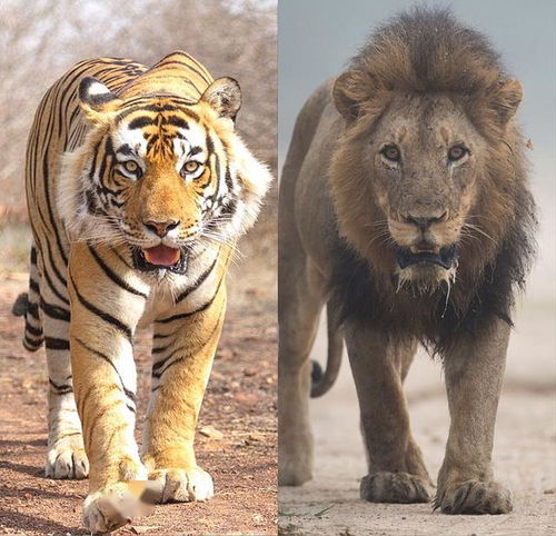 老虎为什么比狮子更大 这里有两种解释