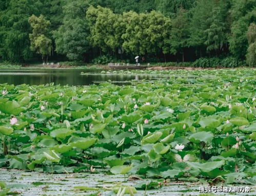 深圳洪湖公园荷花展暂停举办, 百亩荷花依然在盛夏烂漫盛放中