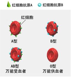 女人什么血型最好 哪种血型的人最有女人味