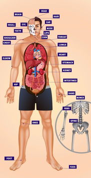 身体部位英文 信息评鉴中心 酷米资讯 Kumizx Com