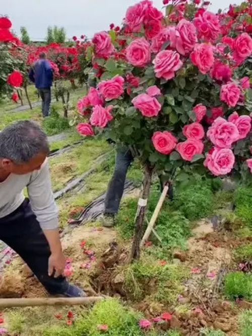 玫瑰花苗老桩 玫瑰花 花卉 绿植 