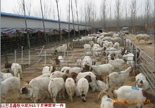 广东养羊厂 广西养羊厂 重庆养羊厂 