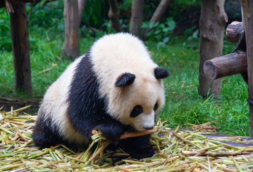 大熊猫的寿命有多长 主要生活在哪些地方
