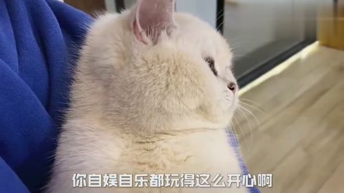 这么粘人的猫咪,你们见过吗 