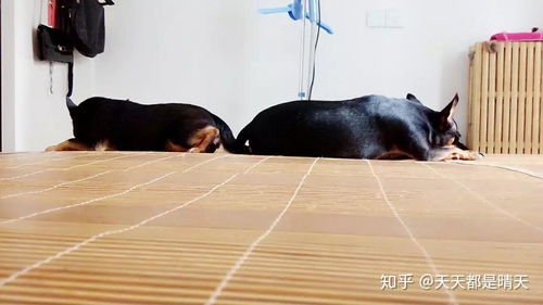 养小鹿犬是什么样的体验 有什么好处 坏处 该品种狗有什么优点和缺点 