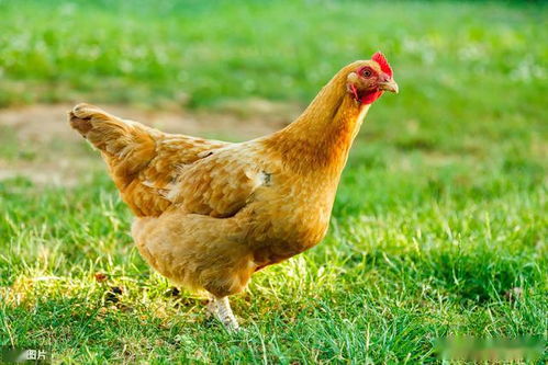 家禽几种常见疾病的综合防控