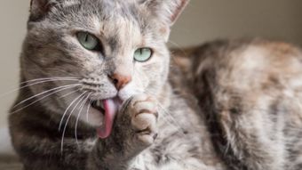 什么情况下猫咪会舔毛 不仅仅是清洁,还有这4种情况