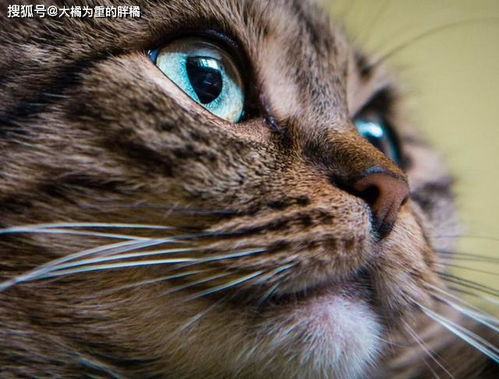猫咪总爱挠眼睛 很可能跟结膜炎有关,这时眼药水和耻辱圈管用了